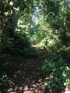 Woodland path